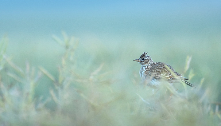 Sortie découverte des oiseaux de la plaine de Saône
